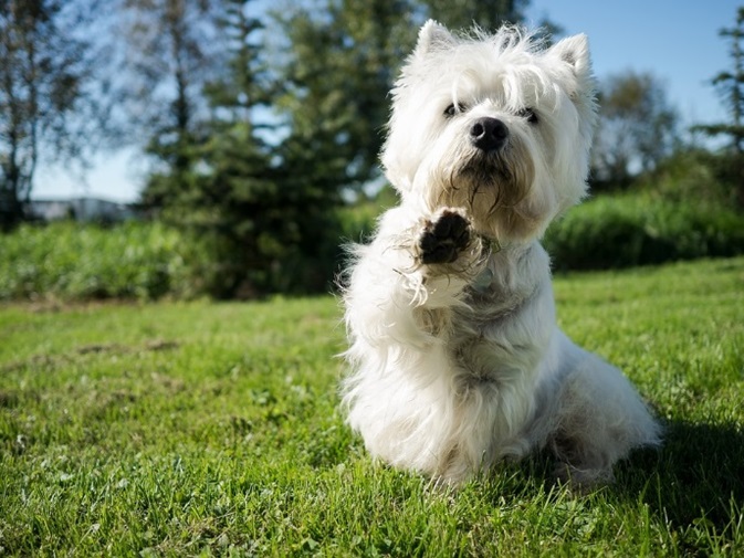 pup wants to play