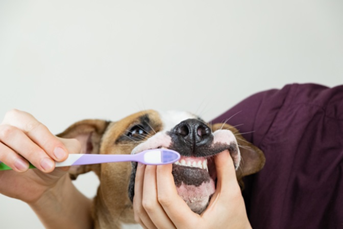brushing your pet’s teeth
