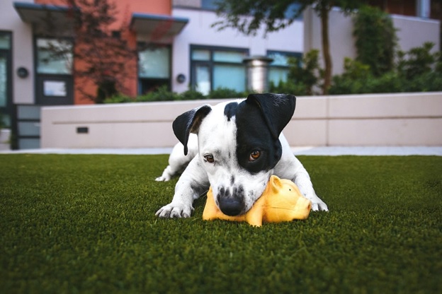 dog-enjoy-on-vacation